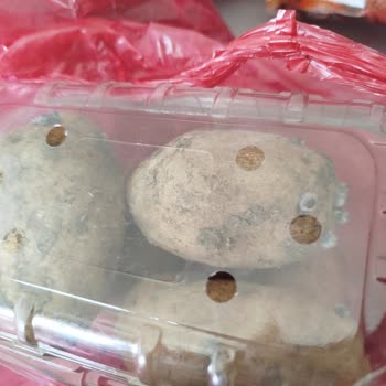 Siparişte Filizlenmiş Patates Ve Soğanlar, Tam İade Talebi