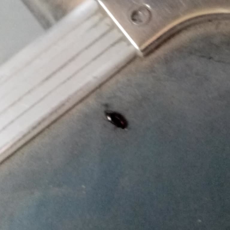 BİM Enerji İçeceğinde Canlı Böcek Bulunması Hijyen Sorunu