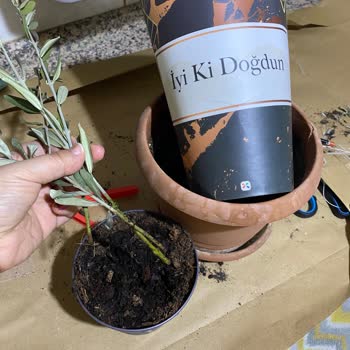 Çiçek Sepeti'nden Sahte Bonsai Zeytin Ağacı Gönderildi, İade Talebim Reddedildi