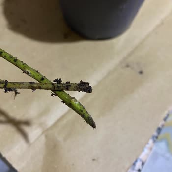 Çiçek Sepeti'nden Sahte Bonsai Zeytin Ağacı Gönderildi, İade Talebim Reddedildi