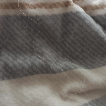 Merinos Battaniyenin Hızlı Tüy Dökmesi Ve Dikiş Sorunu