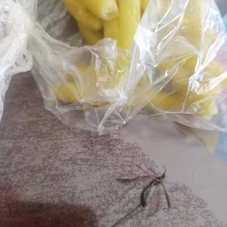 Zurna Dürümde Biberden Çıkan Sinek: Hijyen Endişesi