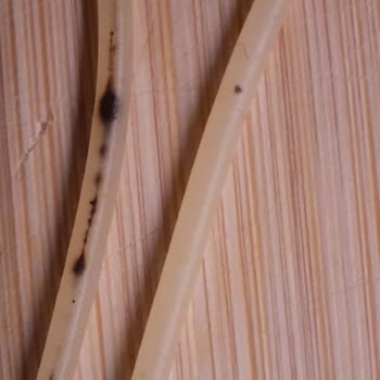 Filiz Makarna Spagetti Üzerindeki Siyah Lekeler Güven Ve Hijyen Endişesi