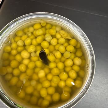 Yurdum Bezelye Konserve'de Hamam Böceği Bulundu