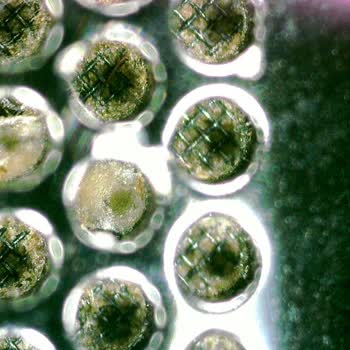 Apple Watch Kasa Boya Atması Ve Sensör Soyulması Garanti Dışı Bırakıldı