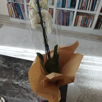 Solmuş Ve Bakımsız Orkidem Gönderildi, 125 TL Kupon Teklifi Yetmedi