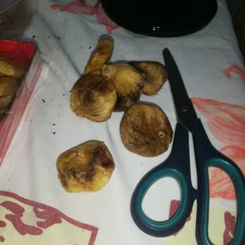 Hicret Kuruyemiş’ten Bozulmuş İncir Ve Kayısı İçin İade Ve Değişim Talebi