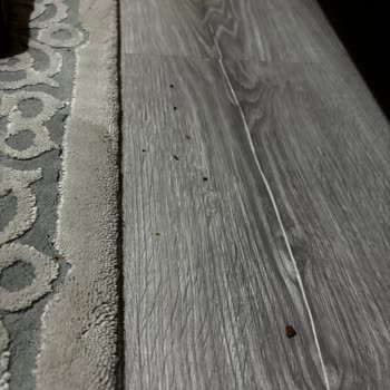 Bosch Süpürge: Çekim Gücü Yetersiz Ve Toz Geri Dökülüyor