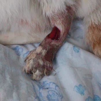 Sokak Kedisinin Uzun Süre Açılmayan Sargısı Nedeniyle Ciddi Yaralanması Ve İhmal Şikayeti