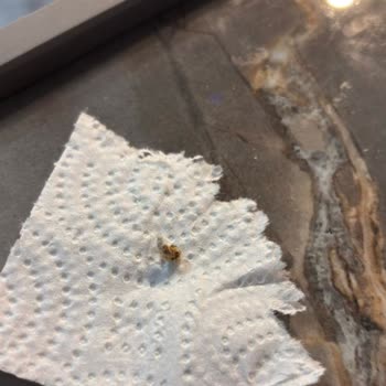 Og Store Havuçlu Bebek Çorbası Karışımında Kurt Çıkması Ve İade Talebi