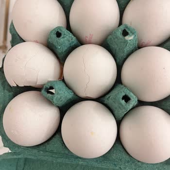 Kırık Yumurta Değişiminde Gecikme Ve Cevapsız Müşteri Desteği