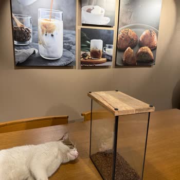 Eyüp Sultan Kahve Dünyası Şubesinde Hijyen Krizi Kedi Kılıyla Kaplı Masalar