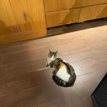 Eyüp Sultan Kahve Dünyası Şubesinde Hijyen Krizi Kedi Kılıyla Kaplı Masalar