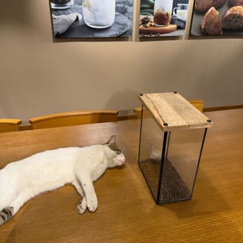 Kedilerin Yüzünden Hijyen Sorunu