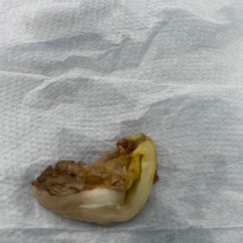 Çürük Hamburger Ve Hijyenik Olmayan Fotoğraf Talebi