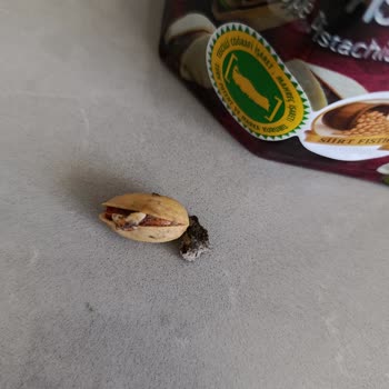 Gold Harvest Fıstığında Yabancı Madde Tespiti: Sağlık Ve Hijyen Endişesi