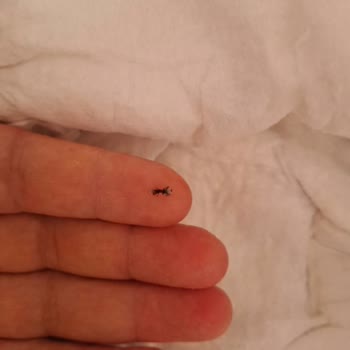 Molfix 6 Numara Bebekte Siyah Yabancı Parça Ve Sağlık Riski