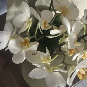 Sipariş Edilen Orkidenin Görsel İle Uyuşmaması Ve Hızla Bozulması Nedeniyle İade Talebi