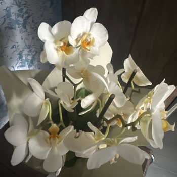 Sipariş Edilen Orkidenin Görsel İle Uyuşmaması Ve Hızla Bozulması Nedeniyle İade Talebi