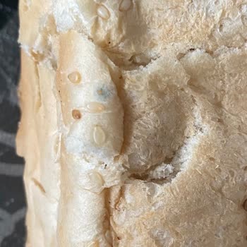 Nimet Kanepe Burgerinde Küflenmiş Ekmek: Sağlık Riski