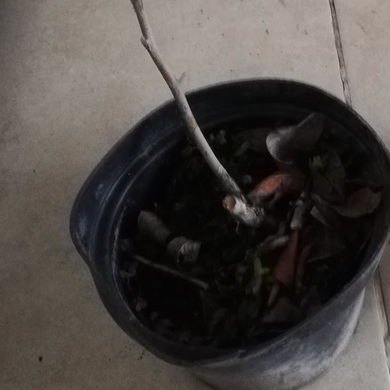 Alz Garden'dan Gelen Kurumuş Ve Kırık Fidanlar İçin İade Talebi