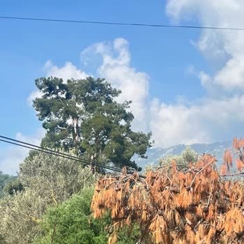 Türk Telekom Altyapı Arızasını 6 Aydır Görmezden Geliyor