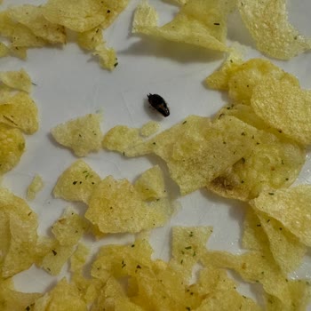 Lays Cipsinde Böcek Bulunması Şok Ve Güven Sarsıntısı