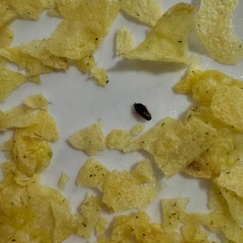 Lays Cipsinde Böcek Bulunması Şok Ve Güven Sarsıntısı