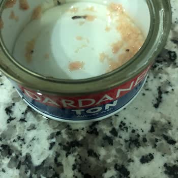 Dardanel Ton Balık Konserve İçinde Böcek Tespitiyle Hijyen Ve Güven Sorunu