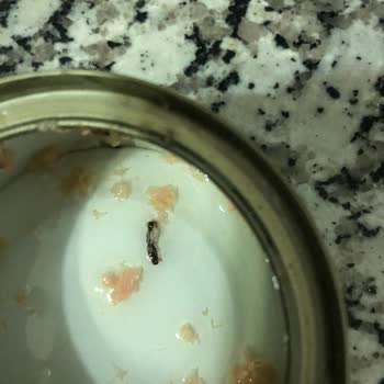 Dardanel Ton Balık Konserve İçinde Böcek Tespitiyle Hijyen Ve Güven Sorunu