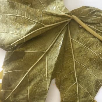 @naturellsalamur Instagram'dan Aldığım Kalitesiz Salamura Yaprağı İçin İade Talebim Geri Çevrilmedi