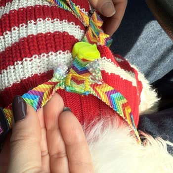 Tasma Kırıldı Köpeğim Neredeyse Trafikte Çarptı Şirketten Yanıtsızlık