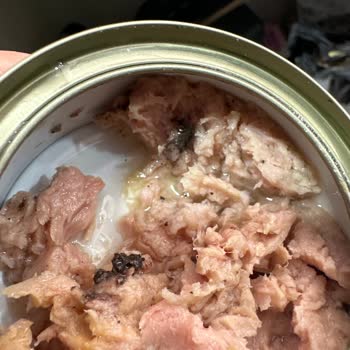 Küflü Balık Konservesi Sağlık Riski Ve Güven Kayıpları