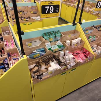 Mion Beşiktaş Şubesinde Sokak Kedisi Görülmesi Hijyen Sorunu