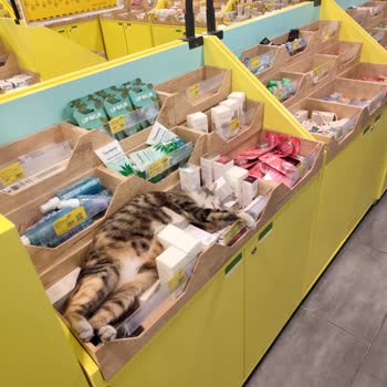 Mion Beşiktaş Şubesinde Sokak Kedisi Görülmesi Hijyen Sorunu