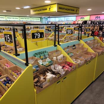 Mion Beşiktaş Şubesinde Sokak Kedisi Görülmesi Hijyen Sorunu