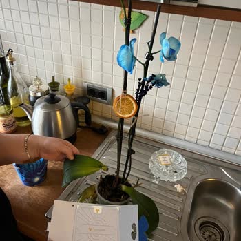 Orkide Kısa Sürede Çürüdü Ve Ücretsiz Değişim Talebim