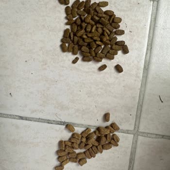 Hepsiburada'dan Gelen Sahte Kedi Maması Kedilerde Kanlı Ishal Ve Sağlık Sorunu Yaratıyor