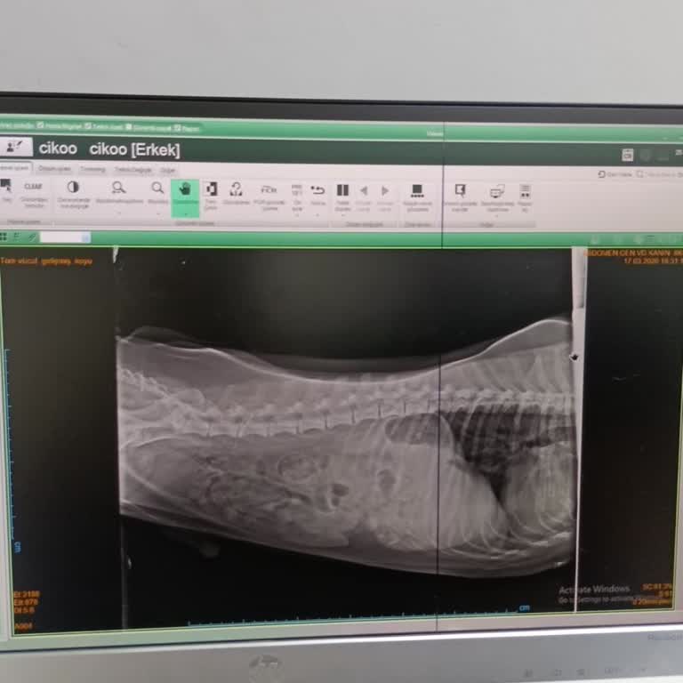 Adana Terapi Veteriner Kliniği’nde İhmal Ve Yanlış Tedavi Köpeğimin Hayatını Tehlikeye Attı