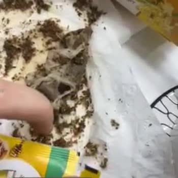 Doğuş Çay İçinden Kıl Çıktı