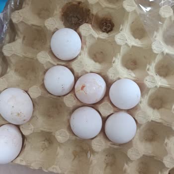 Kokmuş Ve Kurtçuklu Yumurta Satışı İçin Acil Hijyen Denetimi Talebi