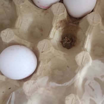 Kokmuş Ve Kurtçuklu Yumurta Satışı İçin Acil Hijyen Denetimi Talebi