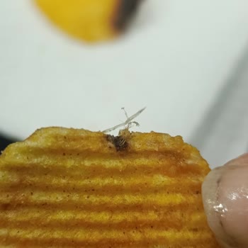 Ruffles Cipsinde Bulunan Yabancı Cisim Gıda Güvenliği Endişesi
