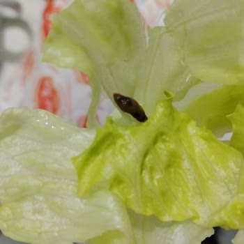 Paket Çiğköfte İçinde Böcek, Hijyen Denetimi Talebi