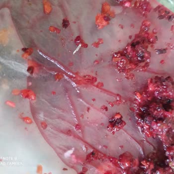 A101 Çay Poşetinde Metal Parça Bulunması Sağlık Riski Olarak Bildirildi