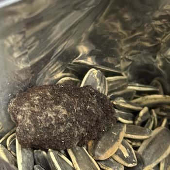 Tadım Çekirdeğinde Taş Büyüklüğünde Yabancı Cisim Ve Acı Tat