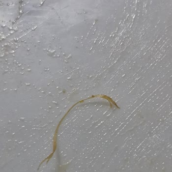 Patito Barbekü Soslu Cipste Beyaz Kıl Benzeri Cisim Bulundu