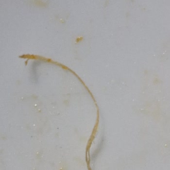 Patito Barbekü Soslu Cipste Beyaz Kıl Benzeri Cisim Bulundu