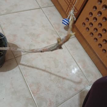 Kırık Ve Kuru Dal Gönderildi, Tam Ücret İadesi Ve Sağlıklı Fidan Talebi