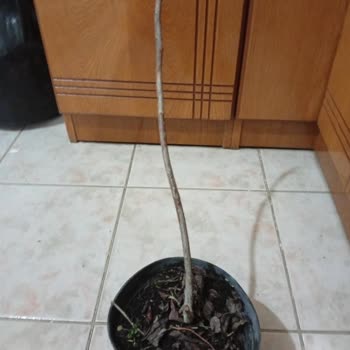 Kırık Ve Kuru Dal Gönderildi, Tam Ücret İadesi Ve Sağlıklı Fidan Talebi